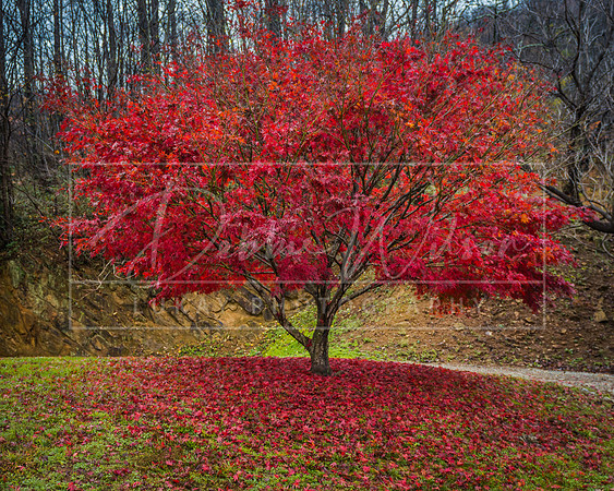 Red Tree Tyro, Virginia