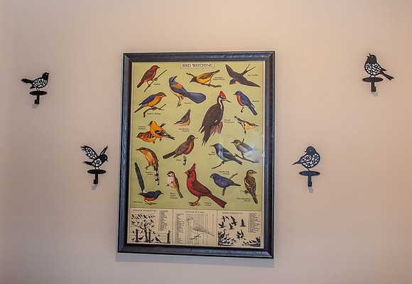 Birds