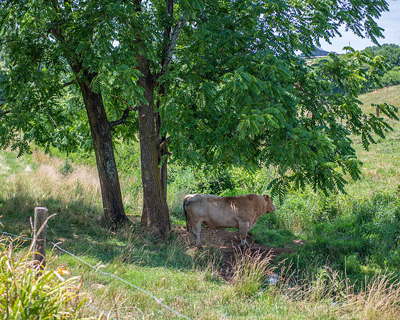 Hat Creek Cattle/Kidd