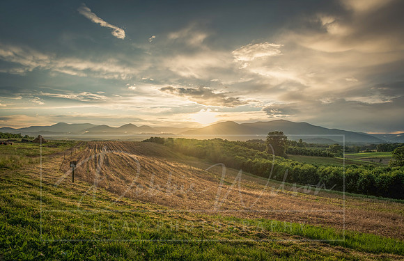 Seamans' Orchard (2)