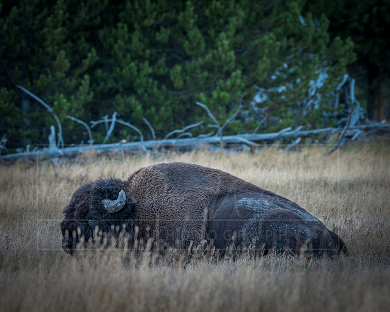 Montana