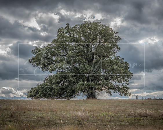 Oak Ridge Tree Summer
