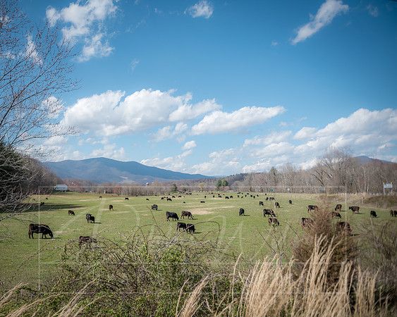 Nelson County