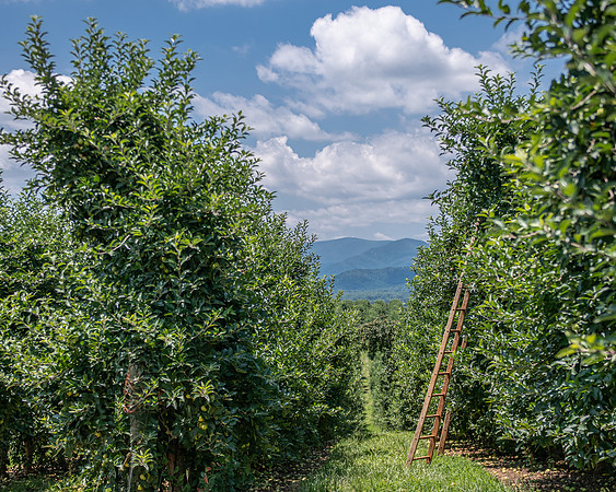 Seamans' Orchard